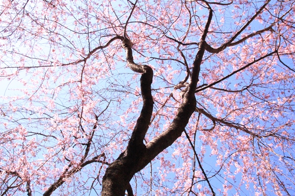 6349-15.3.26一重枝垂れ桜　真下から見上げて.jpg